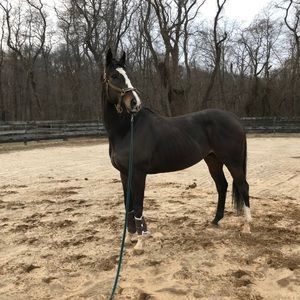 Isn’t he spectacular! Thats Rocky (& Whip) my other daughter’s horses